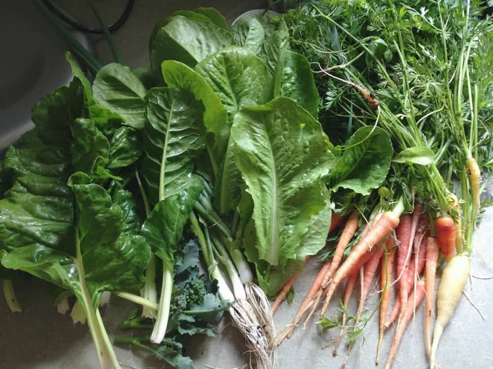 Tips for Vegetable Gardening for Beginners