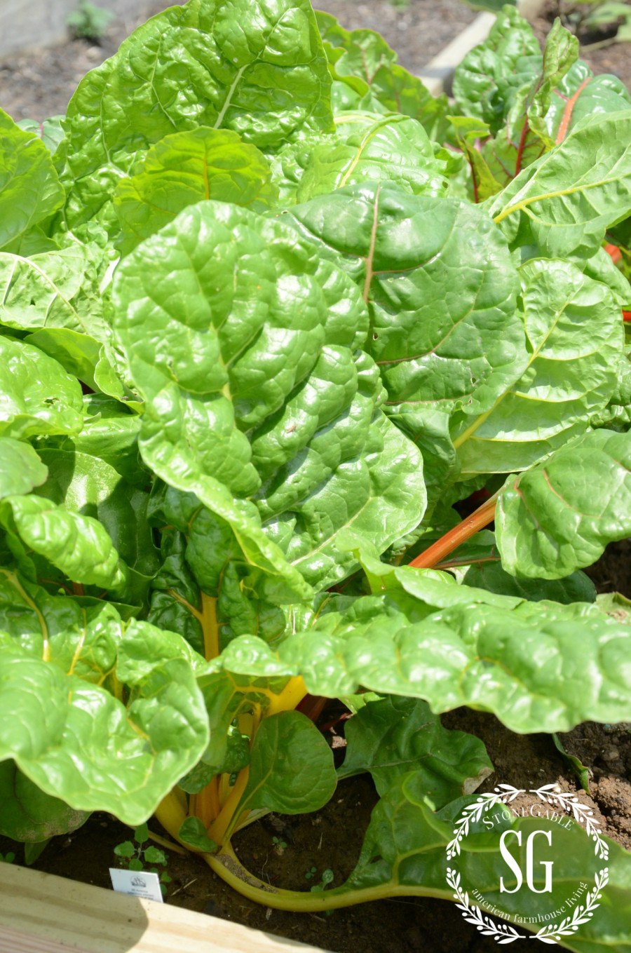 VEGETABLE GARDEN-Swiss chard-stonegableblog.com