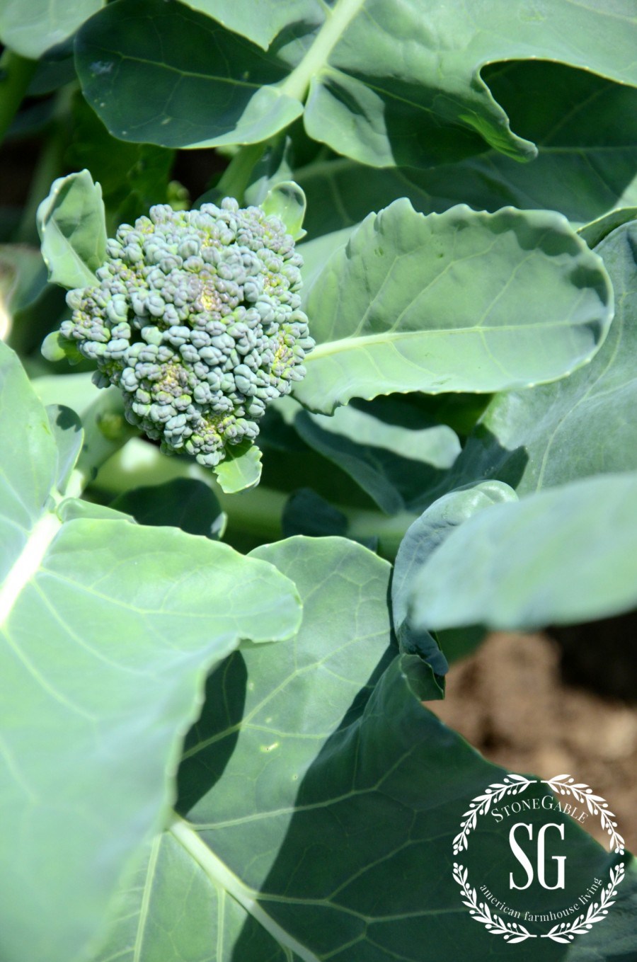 VEGETABLE GARDEN-broccoli-stonegableblog.com