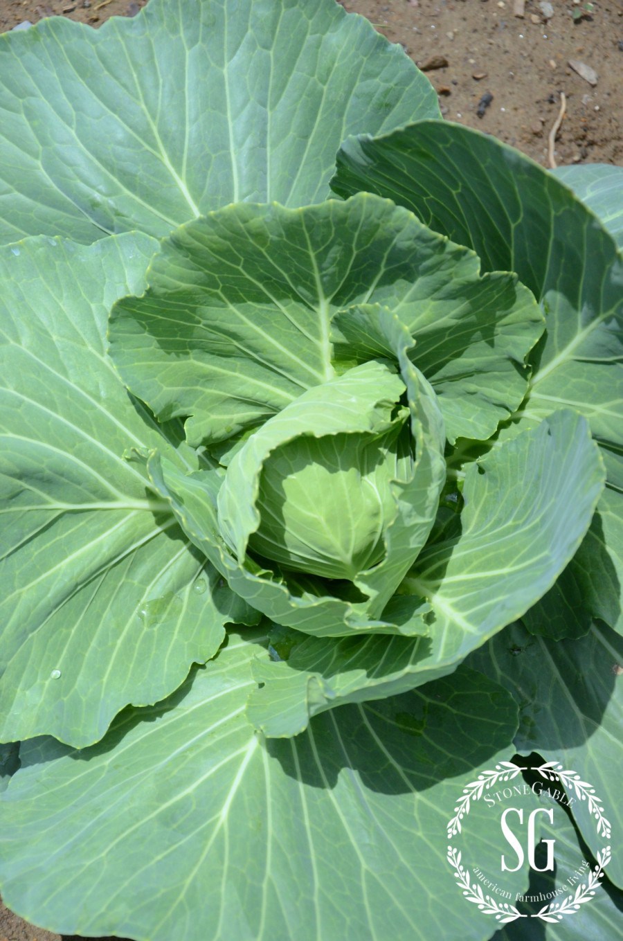 VEGETABLE GARDEN-cabbage-stonegableblog.com