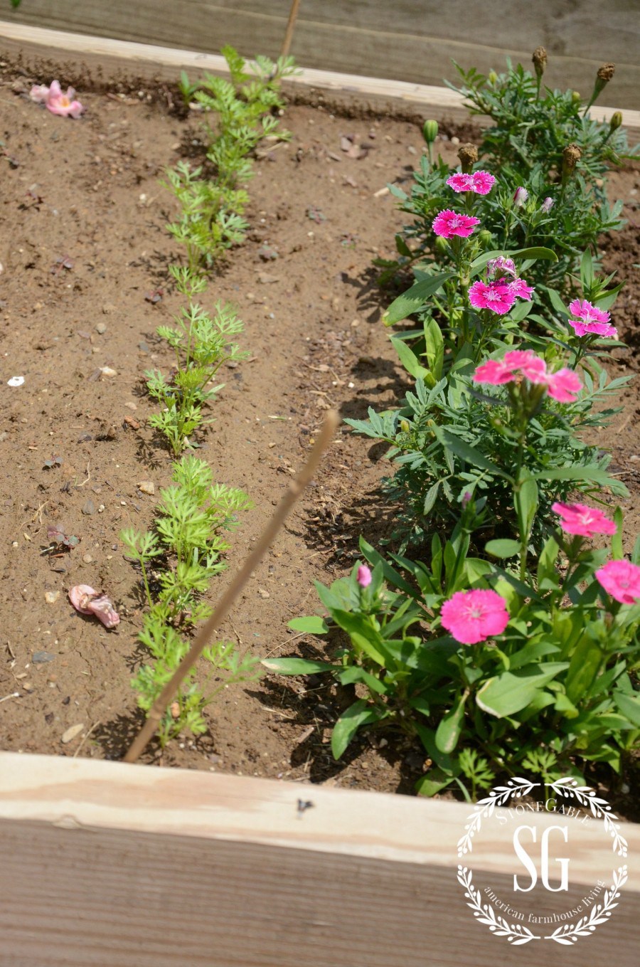 VEGETABLE GARDEN-carrots-stonegableblog.com