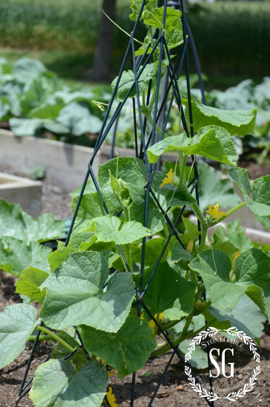 VEGETABLE GARDEN-cucumbers-stonegableblog.com