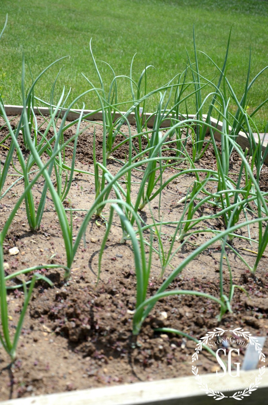 VEGETABLE GARDEN-onions-stonegableblog.com