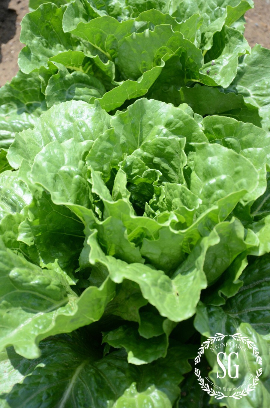 VEGETABLE GARDEN-romaine lettuce-stonegableblog.com