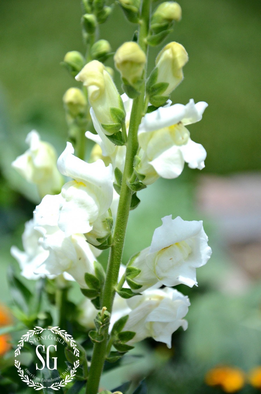 VEGETABLE GARDEN-snapdragons-stonegableblog.com