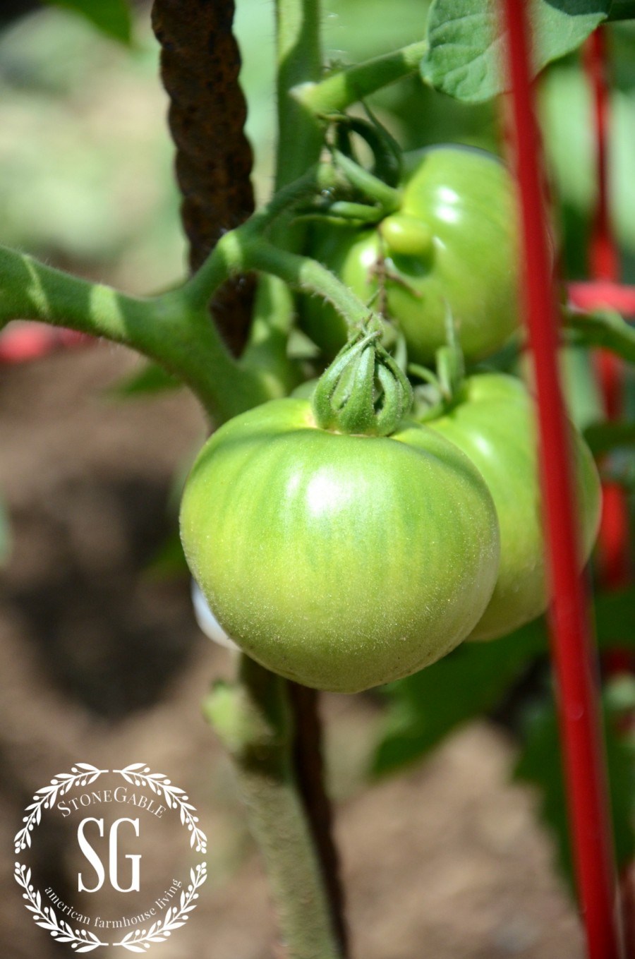 VEGETABLE GARDEN-tomatoes-stonegableblog.com