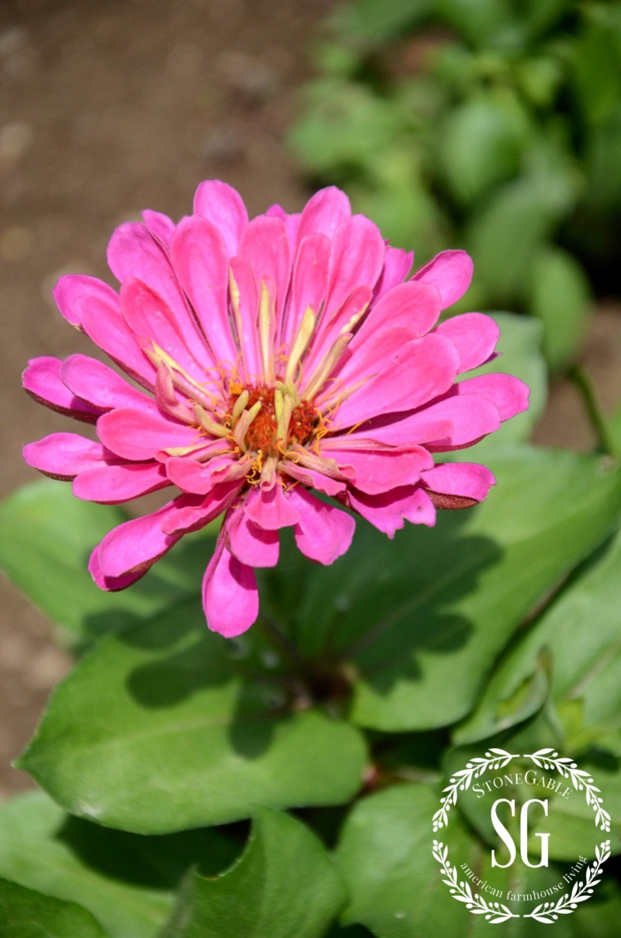 VEGETABLE GARDEN-zinnias-stonegableblog.com