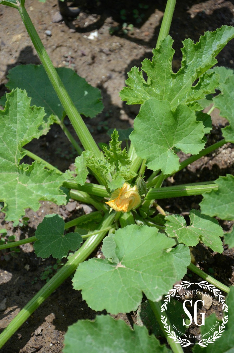 VEGETABLE GARDEN-zucchini-stonegableblog.com