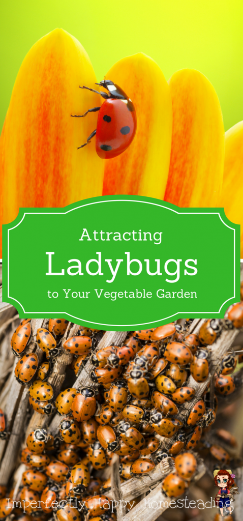 Attracting Ladybugs to Your Vegetable Garden - they'll give you a happier, healthier garden with less pests!