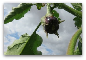 Baby Eggplant Forming on the Vine