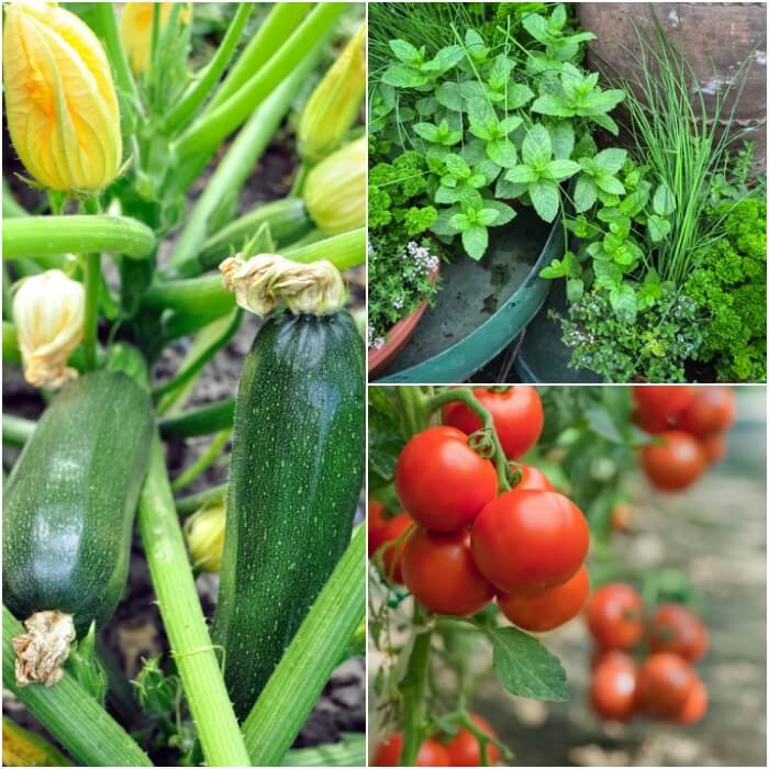 Home Gardening for Beginners. What to grow in a garden for beginners. Gardening for Beginners. Learn all about vegetable gardening for beginners. These are easy foods to grow in the vegetable garden.