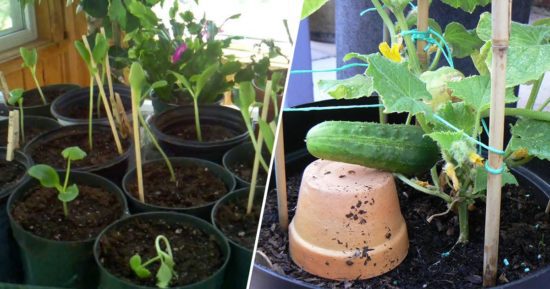 Learn to grow cucumbers in containers