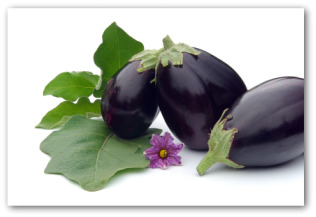 growing eggplant