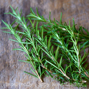 Everything You Need to Know About Growing Rosemary