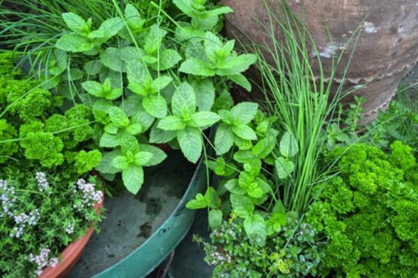 Home Gardening for Beginners. What to grow in a garden for beginners. Gardening for Beginners. Learn all about vegetable gardening for beginners. These are easy foods to grow in the vegetable garden.