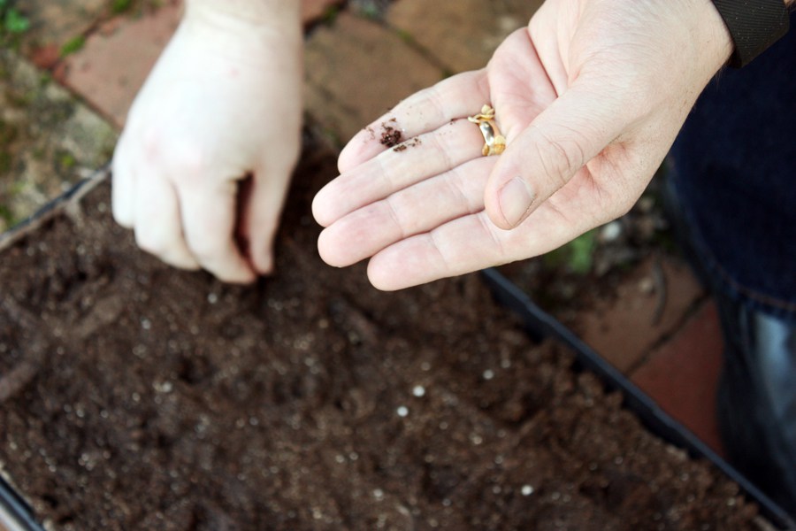 How to start your first vegetable garden: easy step by step instructions with pictures to help you begin eating your very own home grown vegetables! | via The Spirited Violet