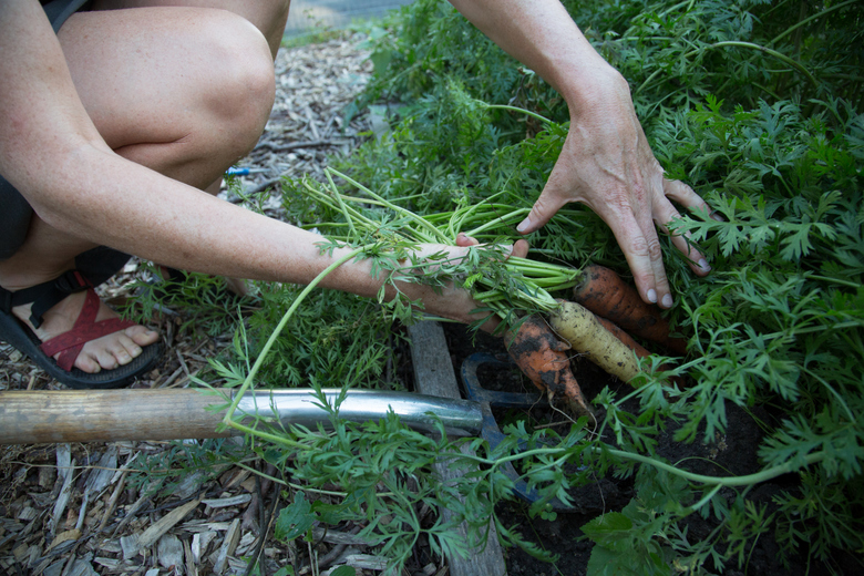 digging up carrots from how to start a small vegetable garden