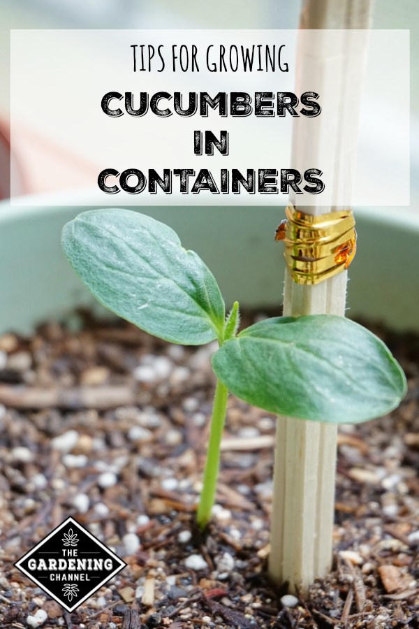 Close up of cucumber seedling in container with text overlay tips for growing cucumbers in containers