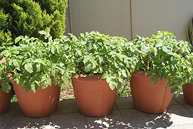 Growing Vegetables in Pots - The best veggies that you can grow in containers for urban and backyard homesteaders to stretch their growing space.